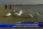 Първите за сезона лебеди долетяха на варненския плаж