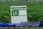 Махат защитени растения заради автомагистрала "Марица"