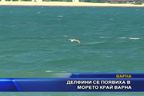  Делфини се появиха в морето край Варна