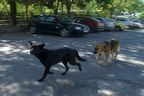 Кучета посрещнаха Фандъкова при поредното рязане на лента
