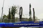  Опасни липи в центъра на Бургас