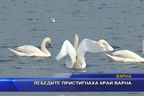 Лебедите пристигнаха край Варна