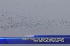  Увеличават се зимуващите птици при езерата край Бургас
