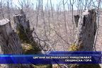  Цигани безнаказано унищожават общинска гора