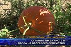  Огромна тиква расте в двора на българско семейство