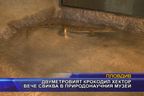 Двуметровият крокодил Хектор вече свиква в Природонаучния музей