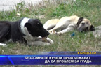 Бездомните кучета продължават да са проблем за града