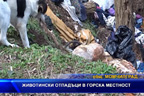 Животински отпадъци в горска местност