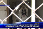 За първи път: данъчните във Варна обявяват кучета за публична продан