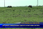 Циганите унищожават житото край Нова Загора