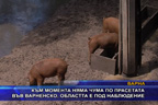Към момента няма чума по прасетата във Варненско, областта е под наблюдение