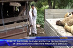 До десет дни трябва да бъдат изплатени обезщетенията за  евтаназираните животни в Ямболско и Бургаско