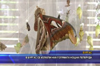 В Бургас се излюпи най-голямата нощна пеперуда