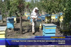 Стотици пчелни семейства изчезват безследно в община Камено