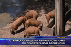 
Откриха огнище на африканска чума по прасетата във Варненско