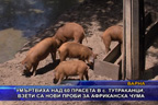 Умъртвиха над 60 прасета в с Тутраканци, взети са нови проби за африканска чума
