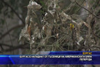 
Бургас е нападнат от гъсеници на американската бяла пеперуда