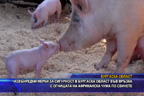 
Извънредни мерки за сигурност в Бургаска област във връзка с огнищата на африканска чума по свинете