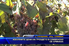 
Изкупните цени на гроздето в Сливенско се сринаха
