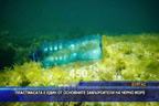 Пластмасата е един от основните замърсители на Черно море