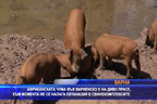 
Африканската чума във Варненско е на диво прасе, към момента опасност за свинекомплексите няма
