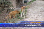 
Глутници от бездомни кучета - Стара Загора