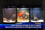 
Акули, мурени и скатове са част от новите обитатели на аквариума на Пиродонаучния музей