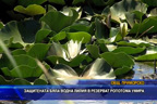 Защитената бяла водна лилия в резерват Ропотамо умира