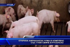 
Откриха африканска чума в комплекс със 17 000 свине в Русенско