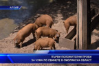 
Първи положителни проби за чума по свинете в Смолянска област