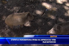 
Открита е положителна проба за африканска чума на диво прасе в Аксаково