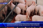 
В Русе ограничиха достъпа до горски територии заради африканската чума по свинете