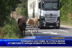 
Полицията настоява местните власти да вземат мерки срещу кравите на пътя