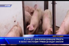 
В срок от 7 дни всички домашни прасета в област Кюстендил трябва да бъдат заклани
