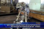 
Доставиха нов експонат на български вълк в РИМ