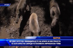 До дни започва ликвидирането на 40 000 прасета в Брестак заради Африканска чума