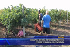 Лозари и винари: Производството на грозде трябва да се субсидира