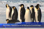 Драстично е намалял броят на пингвините в Антарктида