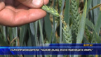 Зърнопроизводители: “Чакаме дъжд, иначе пшеницата умира“